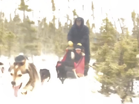 Chilly Dogs Sled Dog Trips-伊利必去景点