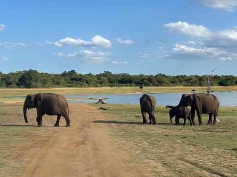 Udawalawe Lahiru Safari Guide Tours-乌达瓦拉维国家公园必去景点