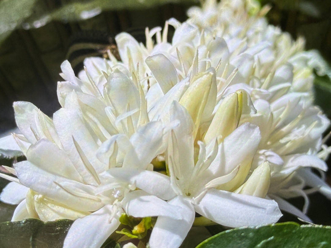 Ocaso Cafe Tour-萨伦托必去景点