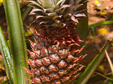 Sirilak Spice & Herbal Garden-Matale必去景点