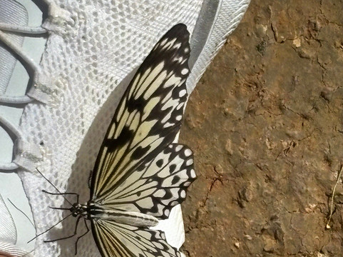 Palawan Butterfly Ecological Garden and Tribal Village-公主港必去景点