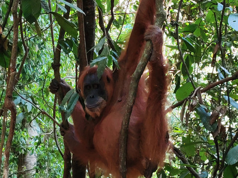 Bukit Lawang Jungle Trekking-武吉拉旺必去景点