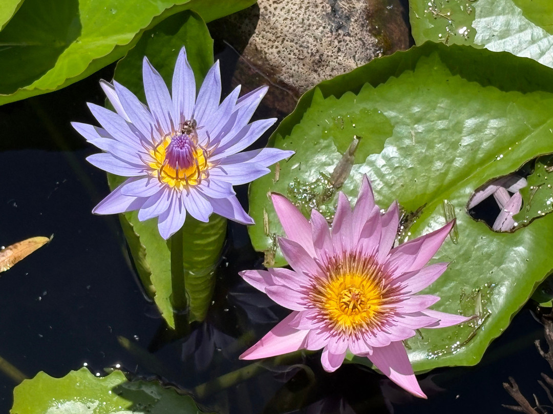 Sir Seewoosagur Ramgoolam Botanical Garden