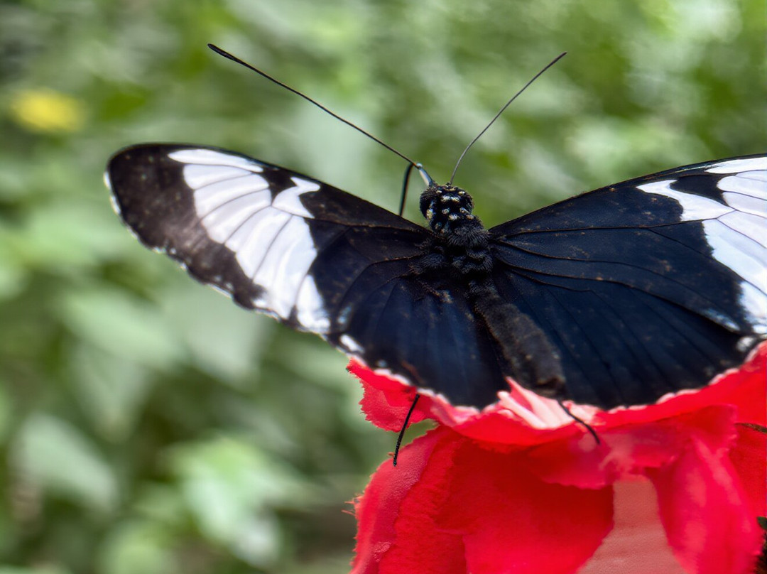 The Butterfly Palace-布兰森必去景点