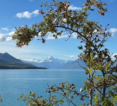 Red Carpet Tours-奥克兰中心地区必去景点
