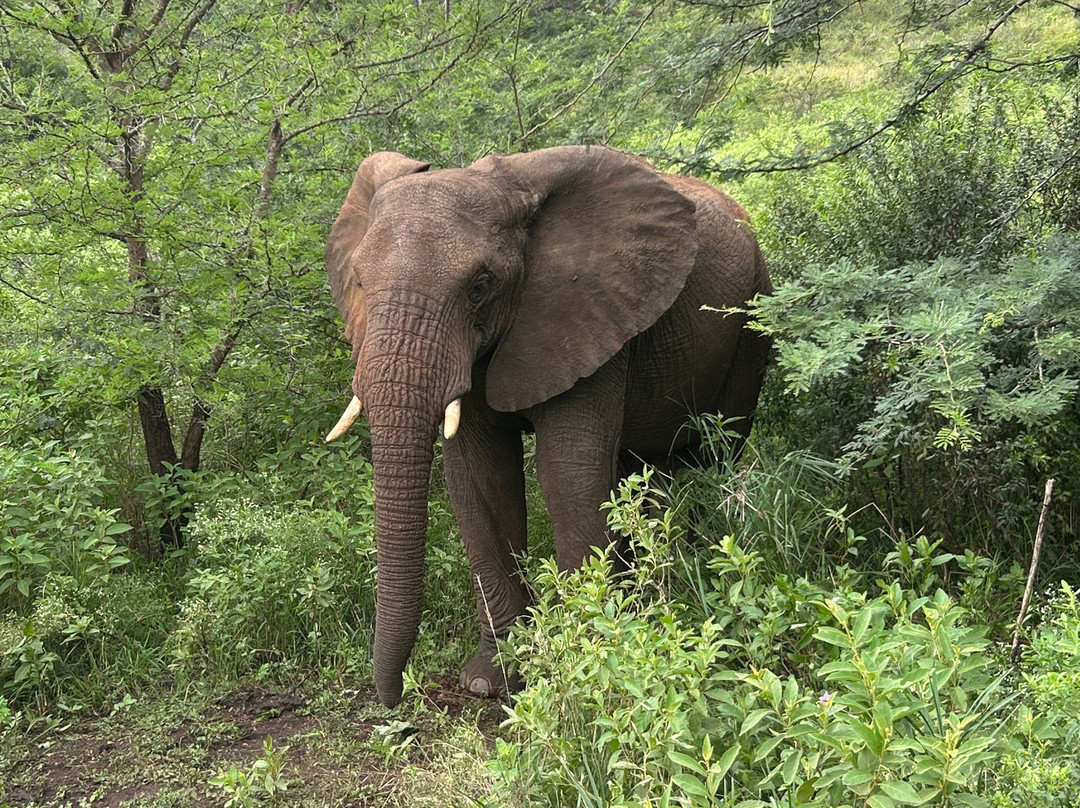 EuroZulu Guided Tours & Safaris-圣露西亚必去景点