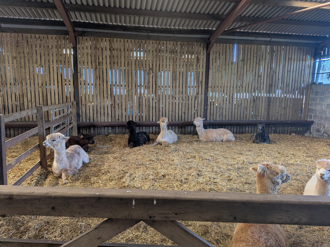 Pembrokeshire Alpaca Trekking-腾比必去景点