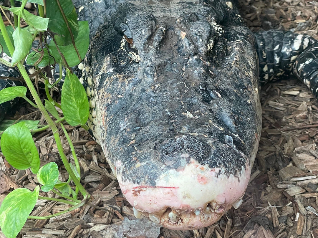 Krokodille Zoo-Eskilstrup必去景点