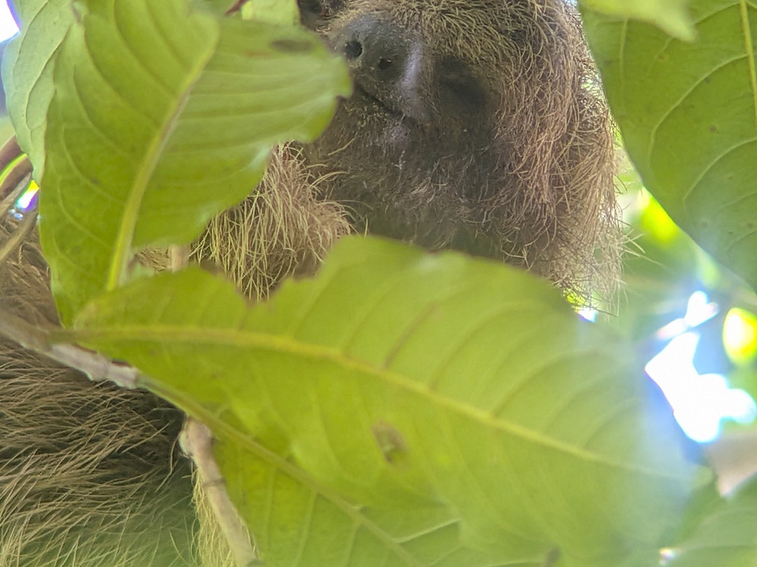 Bijagua Rainforest - Tours-Bijagua de Upala必去景点
