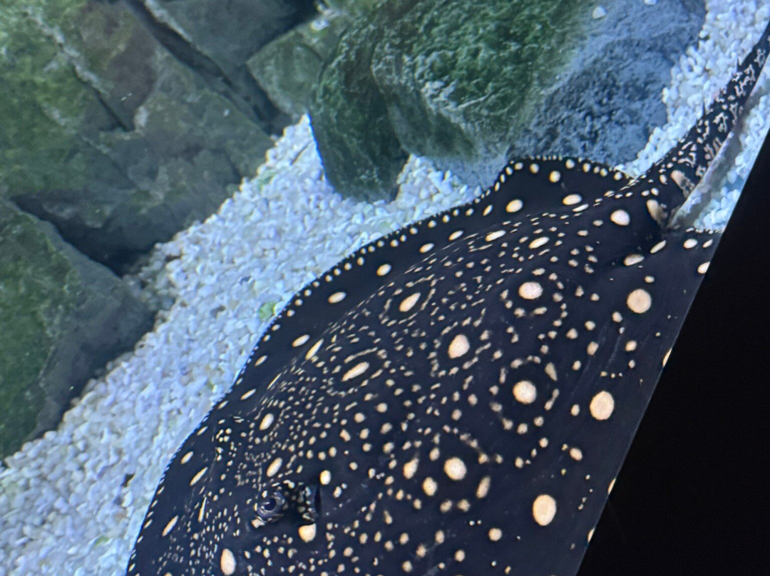 Fluviário de Mora-Cabecao必去景点