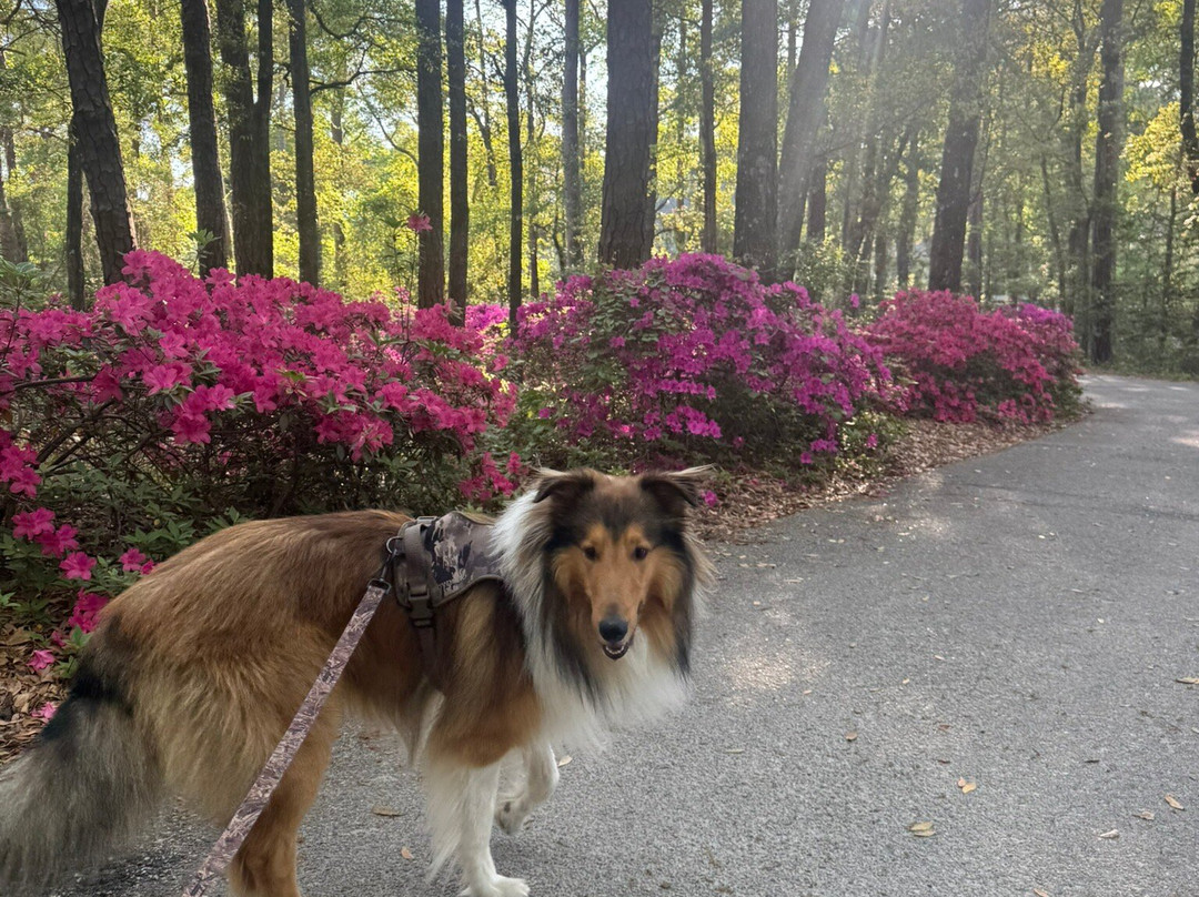 Vereen Memorial Historical Gardens-Little River必去景点