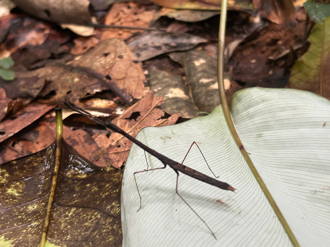 Selva Verde Tours-Misahualli必去景点