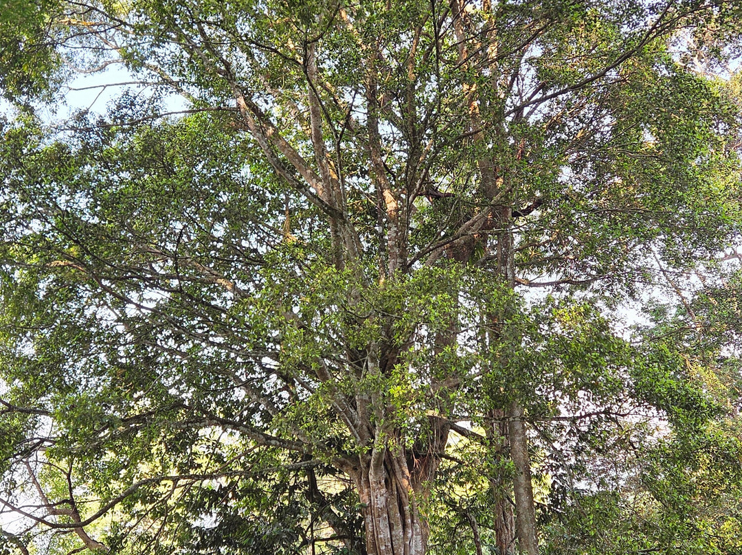 蒙纳大树酒店主图