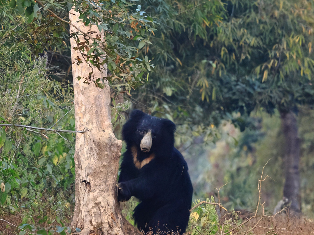 Singinawa Jungle Lodge主图