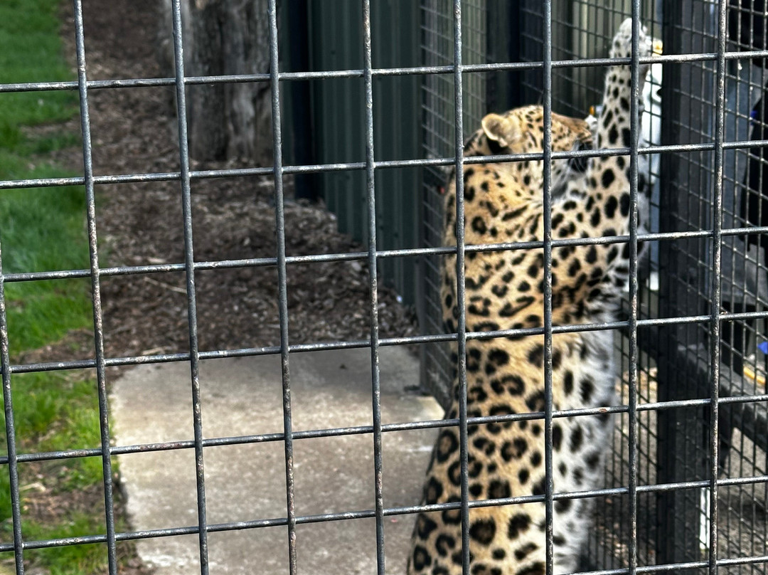 The Big Cat Sanctuary-Smarden必去景点