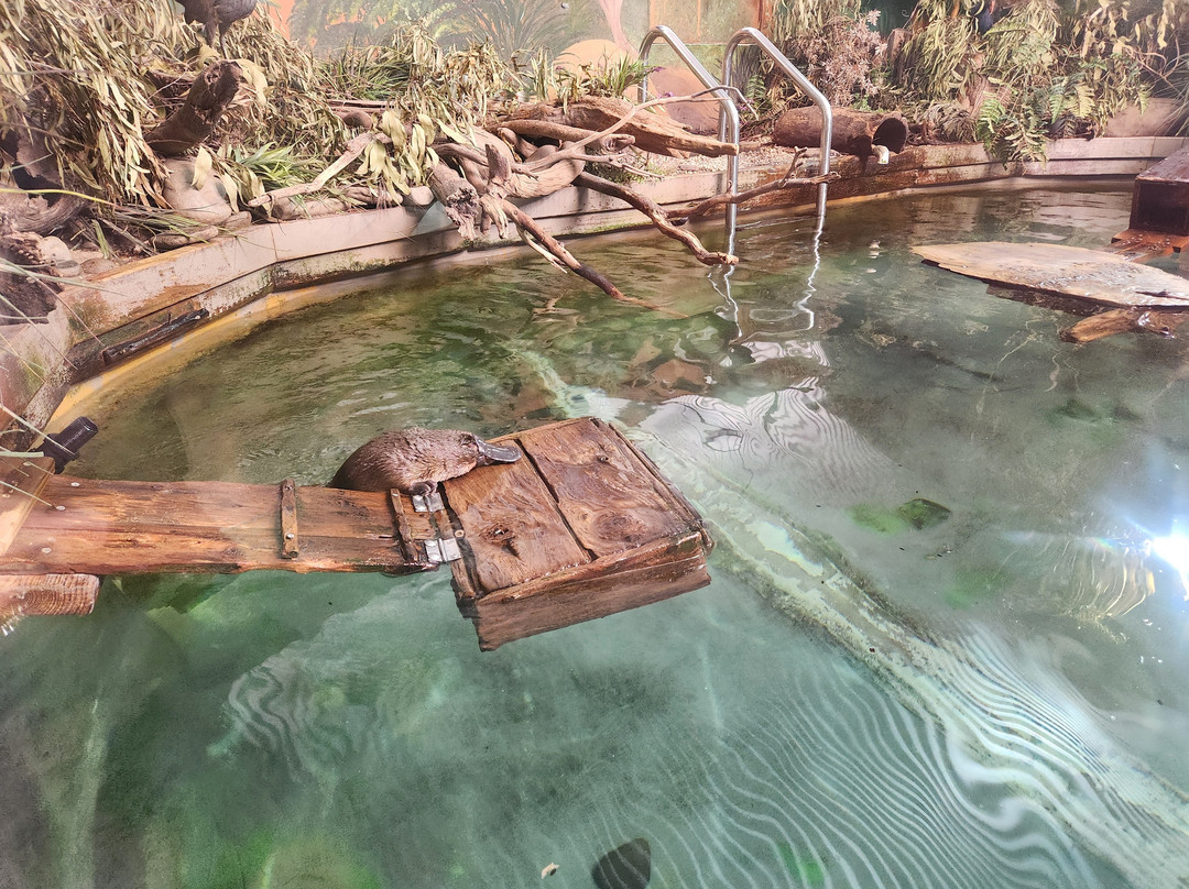 Platypus House-Beauty Point必去景点