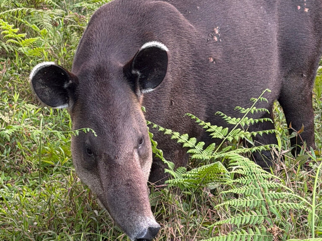 Tapir Valley Nature Reserve-Bijagua de Upala必去景点