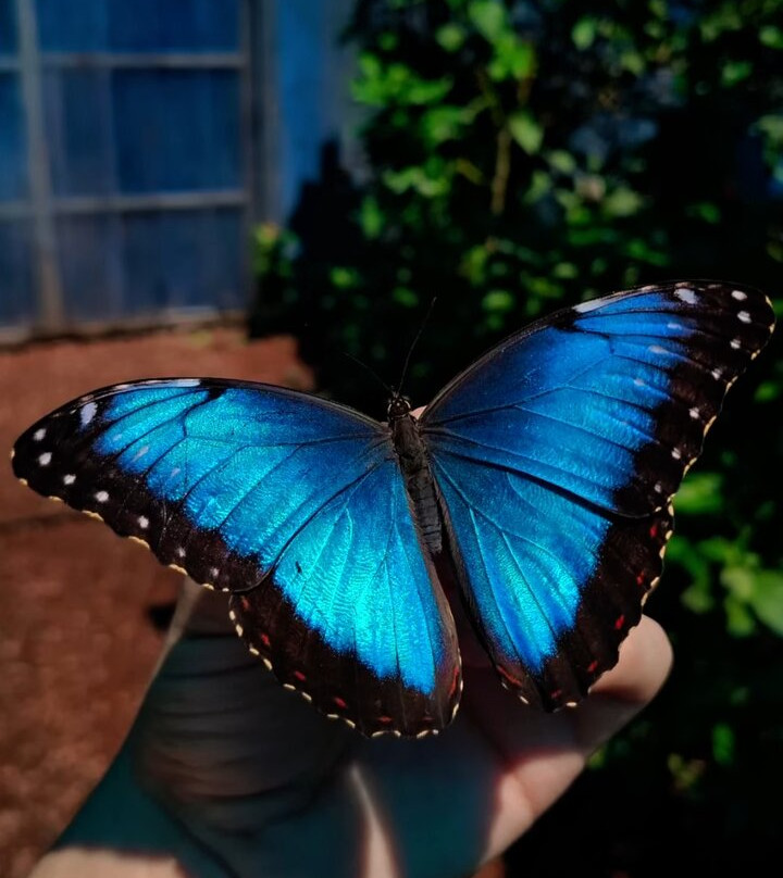 Mariposario Morpho Azul-Guácima必去景点