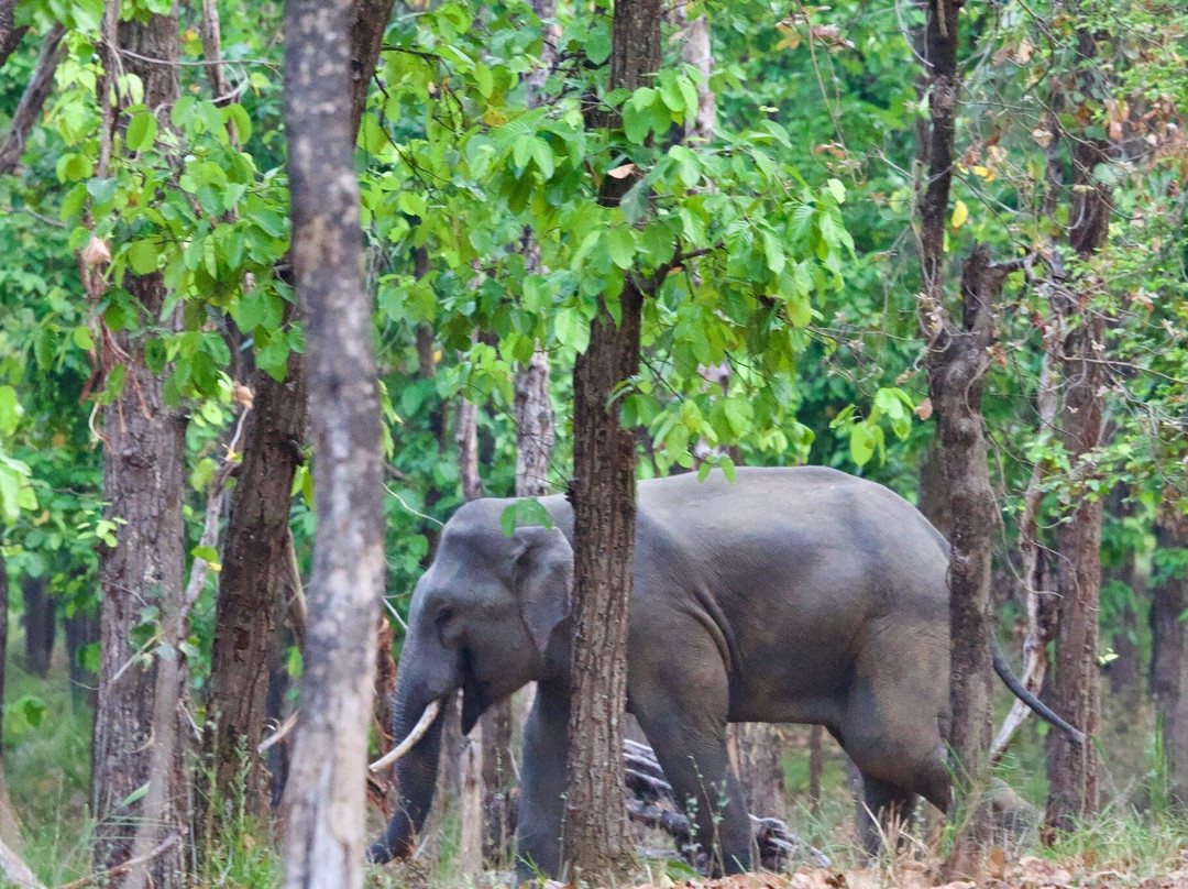 Bandhavgarh National Park-Bandhavgarh National Park必去景点