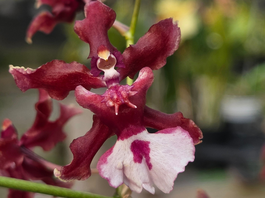 Fábrica de Orquídeas-Paty do Alferes必去景点