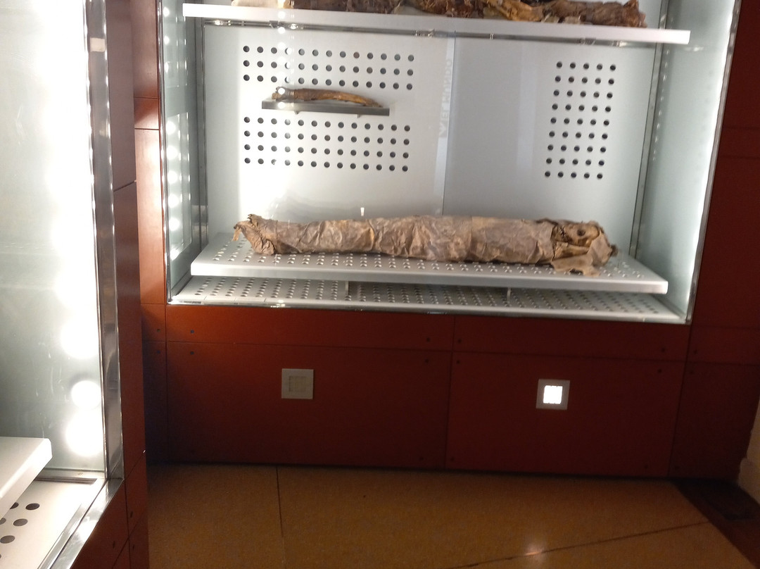 Museo de Naturaleza y Arqueologia-圣克鲁斯-德特内里费必去景点