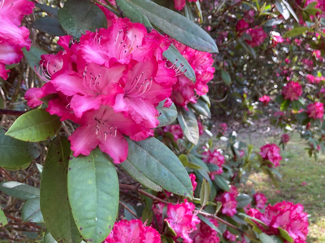 Bowood Woodland Garden-Calne必去景点