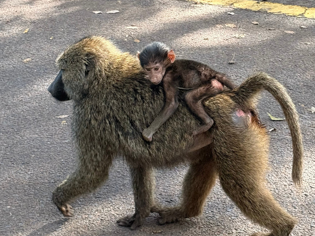 Tazama Africa Tours and Safari-阿鲁沙国家公园必去景点