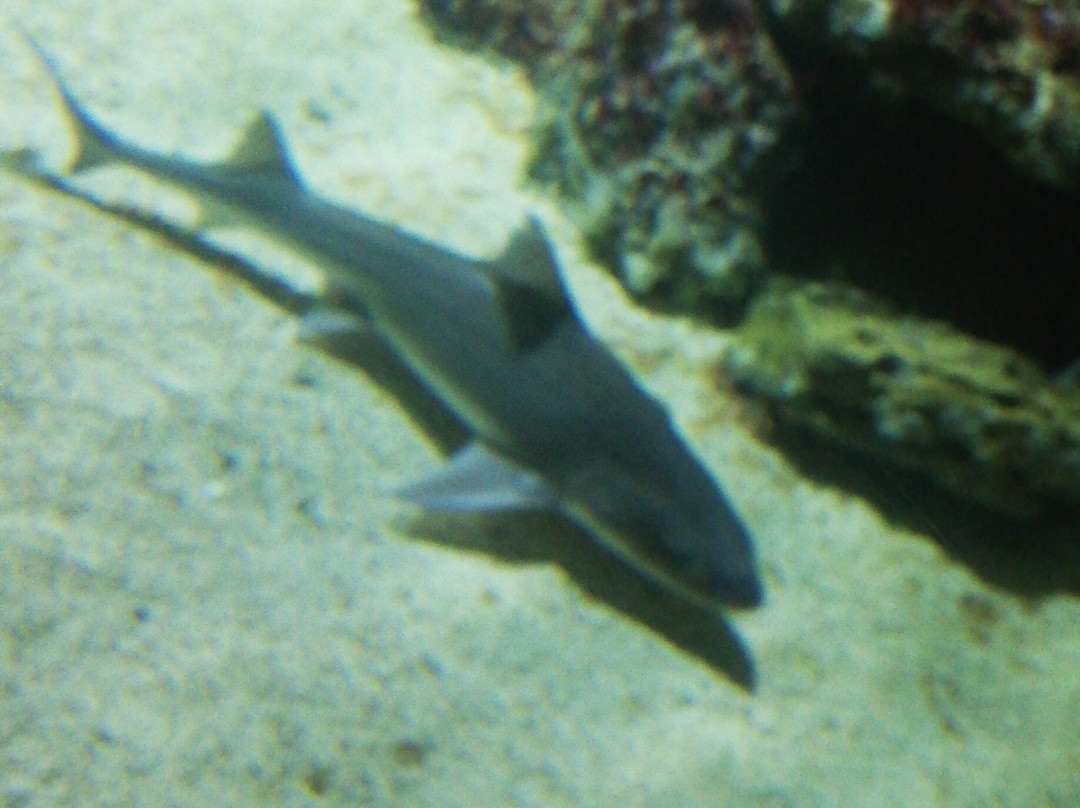 Aquarium de Vendée-Talmont Saint Hilaire必去景点