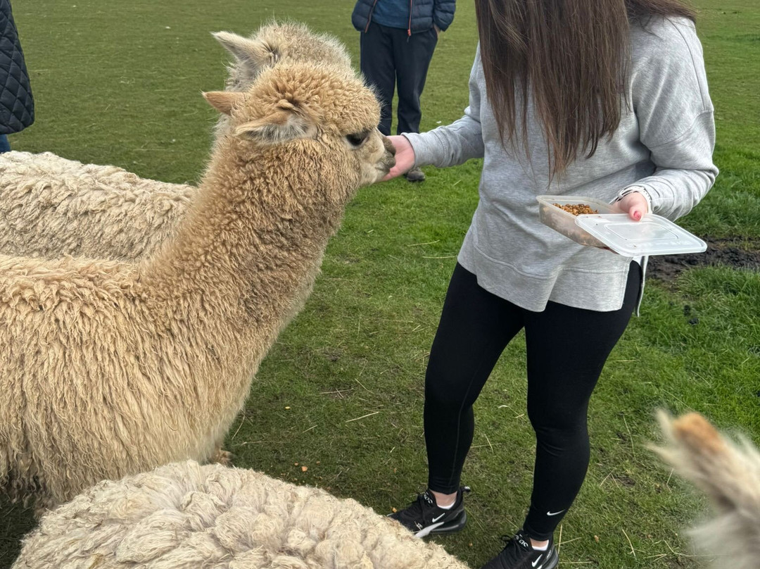 Bowbridge Alpacas Scotland-Peat Inn必去景点