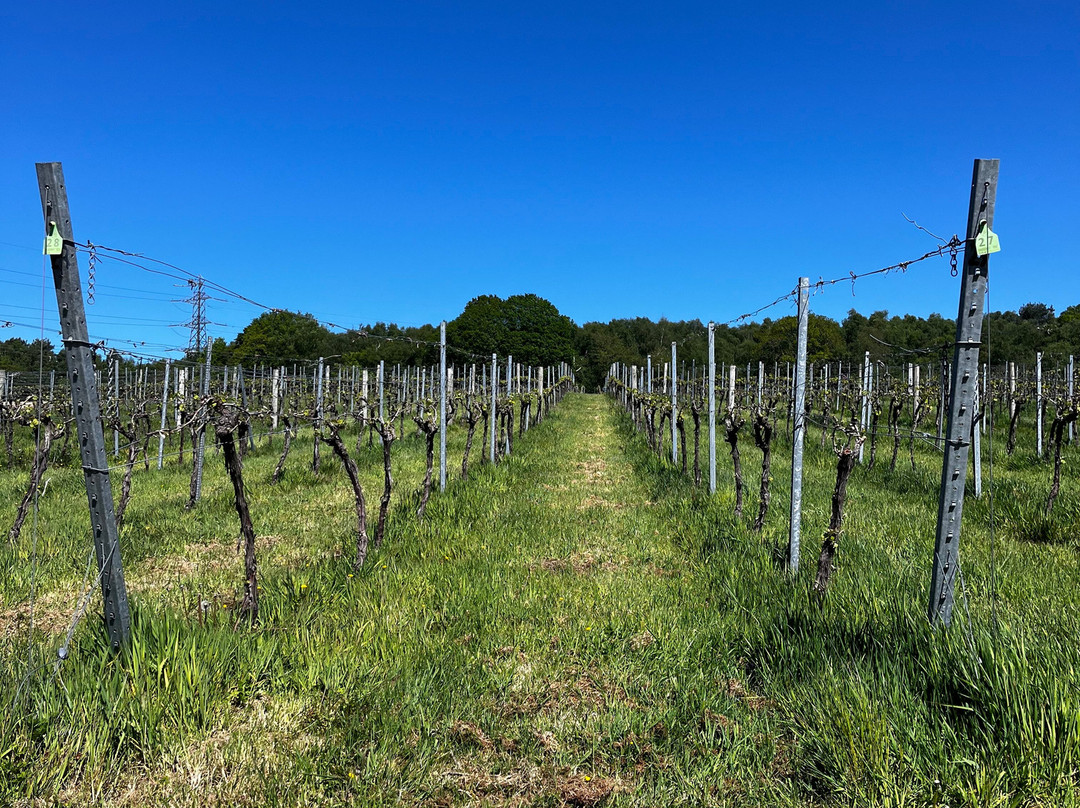 Bolney Wine Estate-Bolney必去景点