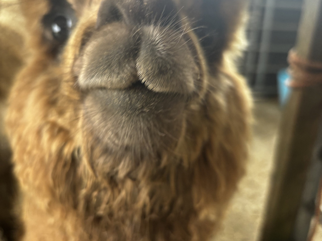 Seaside Alpacas West Cork-Union Hall必去景点