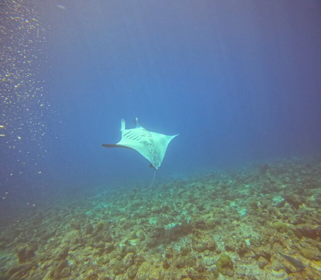 Euro-Divers LUX South Ari Atoll-南阿里环礁必去景点