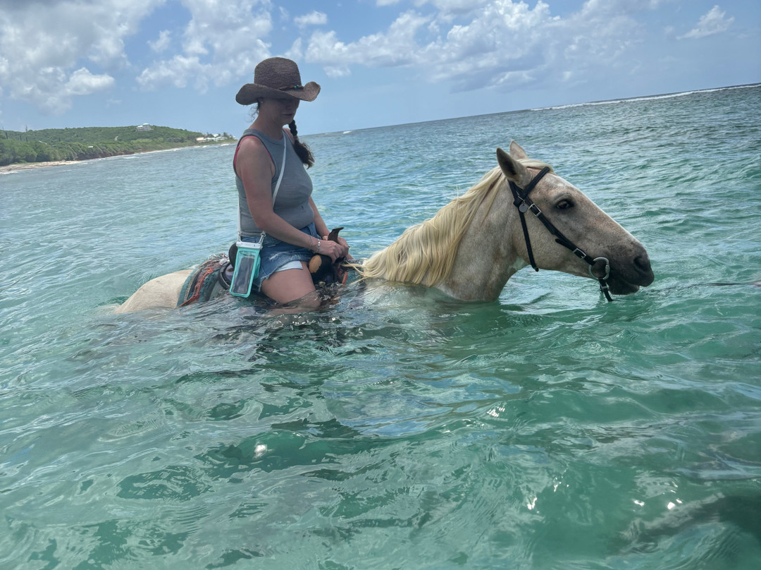 Equus Rides Horseback Riding St. Croix-Frederiksted必去景点
