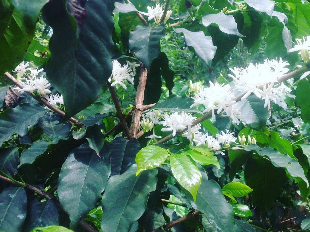 Himalaya Ontop Organic Coffee Estate-Dhading必去景点