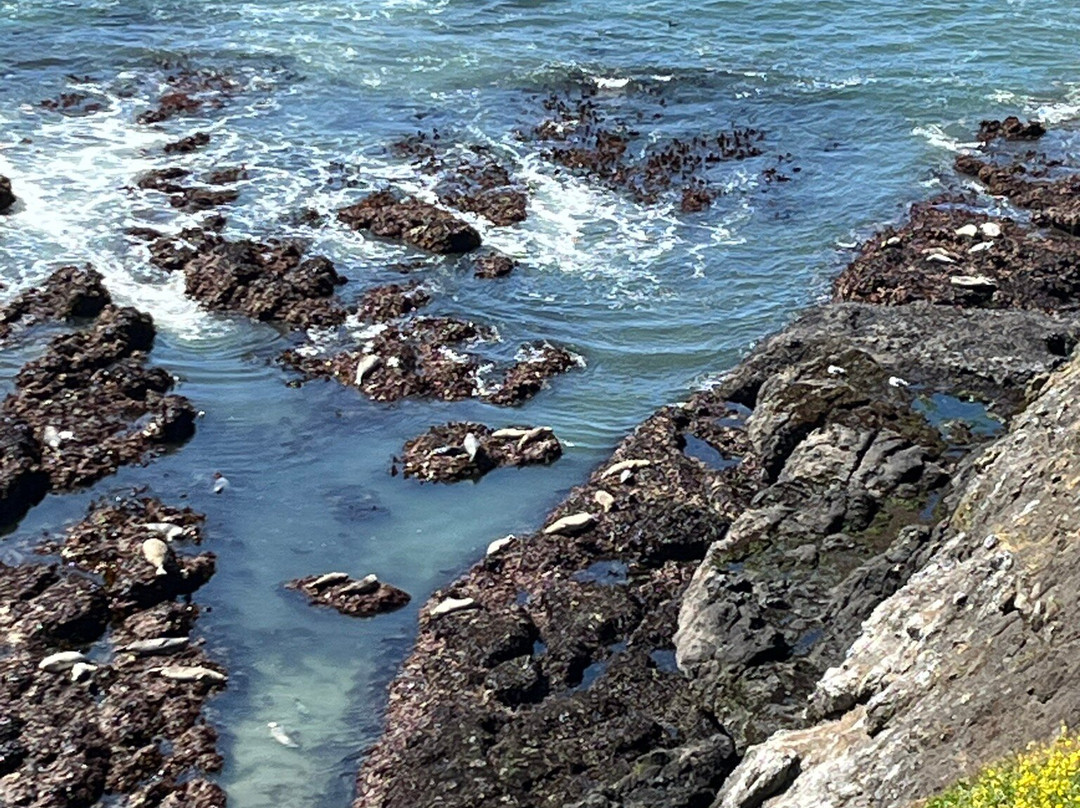 Yaquina Head Lighthouse-纽波特必去景点
