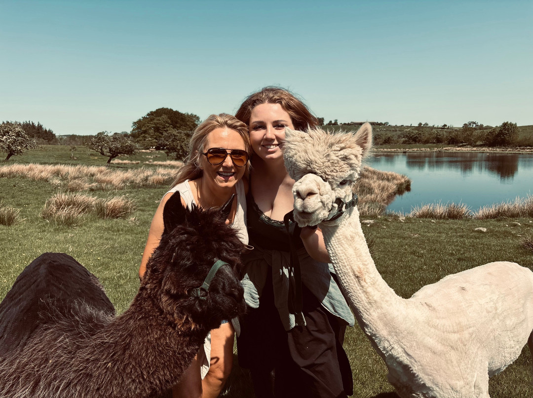 Alpacaly Ever After-Portinscale必去景点