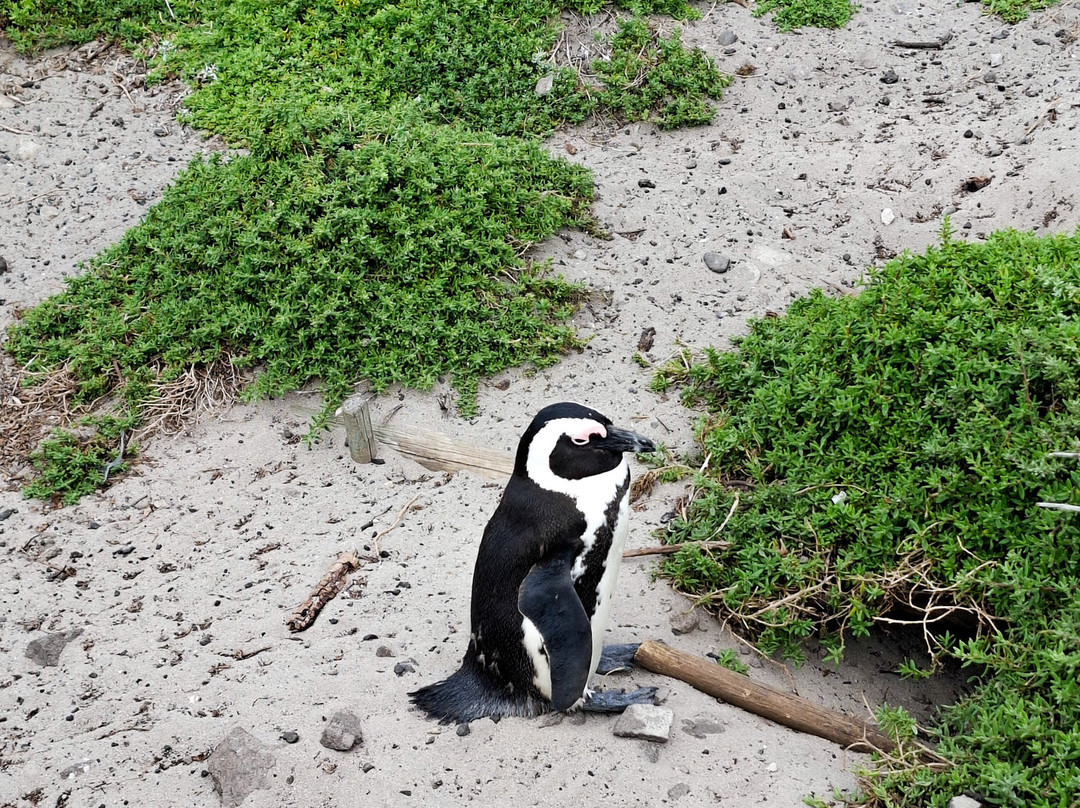 Stony Point Nature Reserve-Betty's Bay必去景点