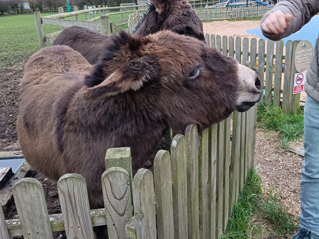Burntwood Alpaca and Animal Experience-Burntwood必去景点