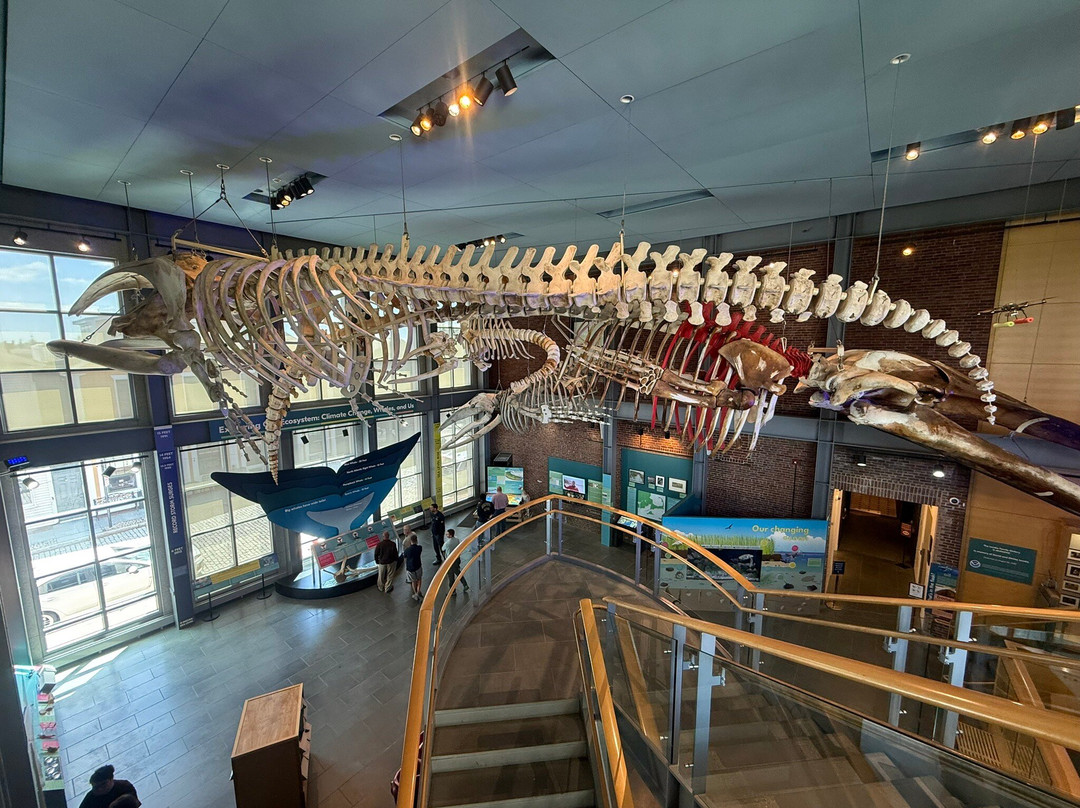 New Bedford Whaling Museum-新贝德福德必去景点