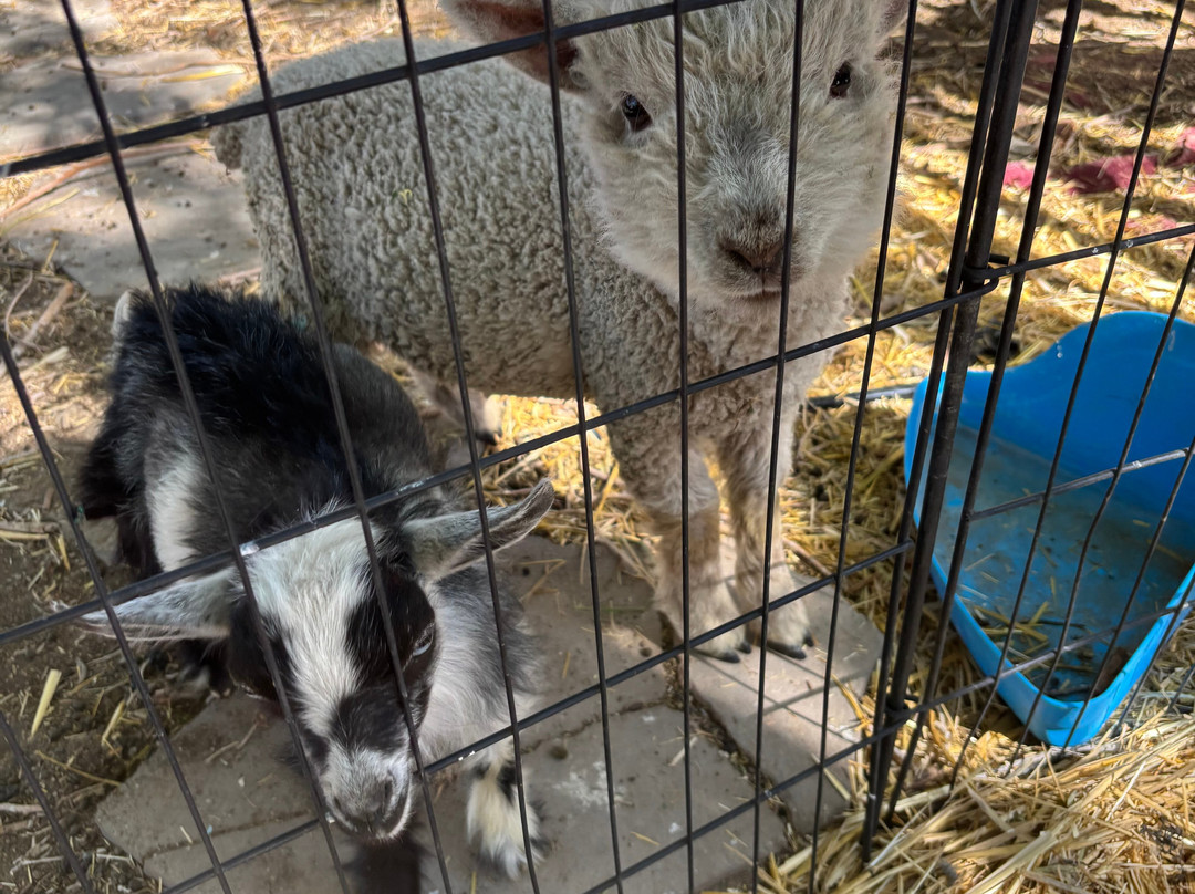 Utah Petting Zoo At Ivie Acres Farm-Grantsville必去景点