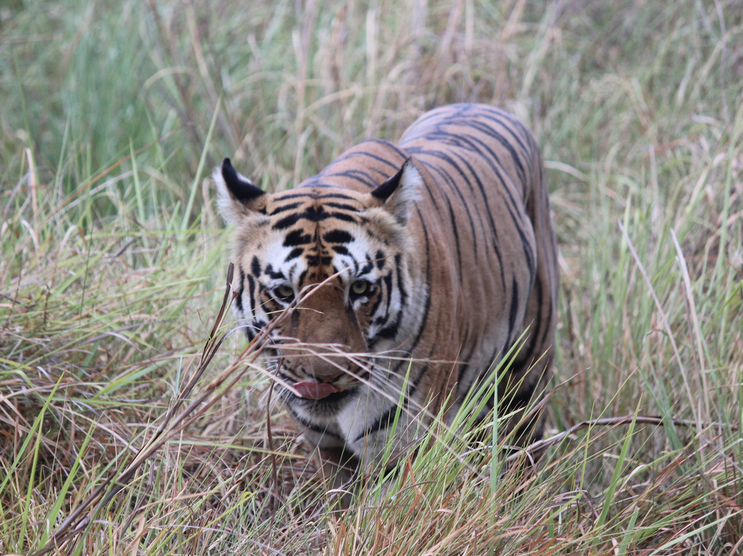 Tadoba Jungle Camp - Jungle Camps India主图