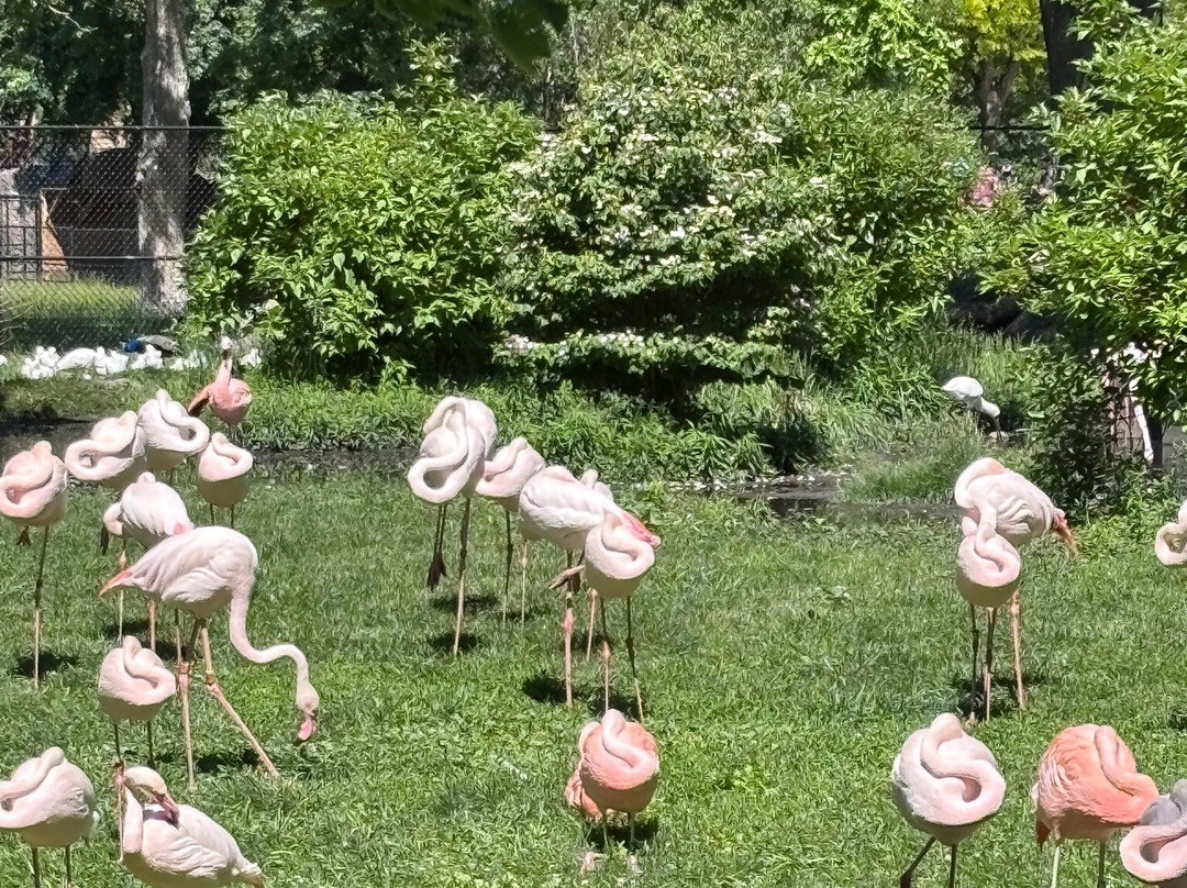 Detroit Zoo-罗亚尔奥克必去景点