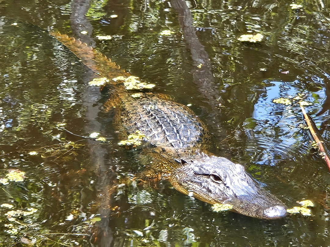 Bayou Teche Experience-布里奥克斯桥必去景点