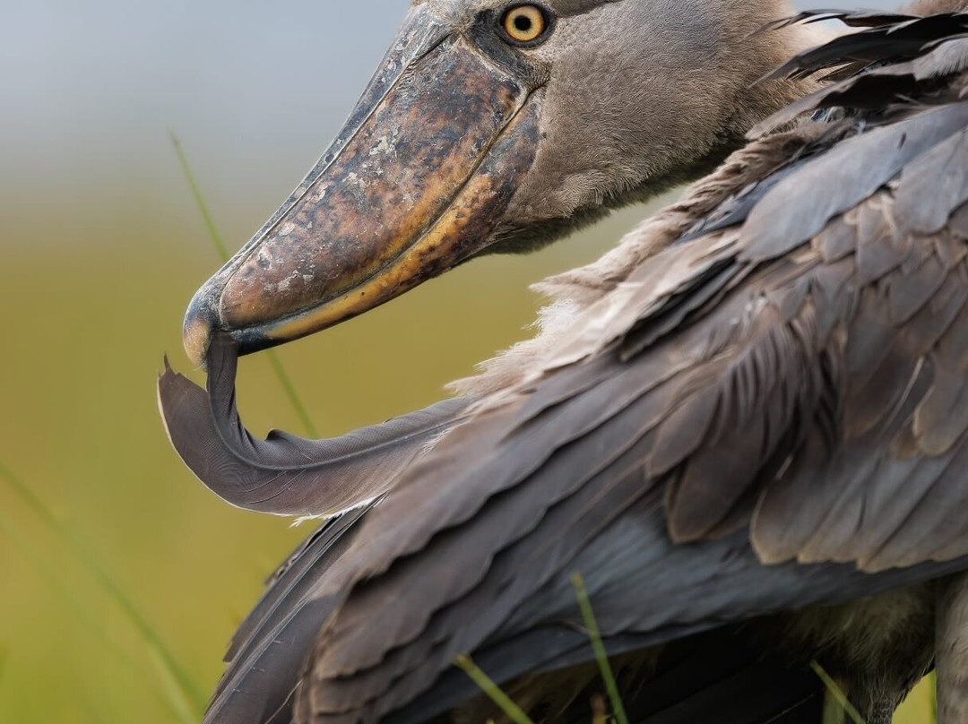 Mabamba Shoebill and Botanical Birding-恩德培必去景点