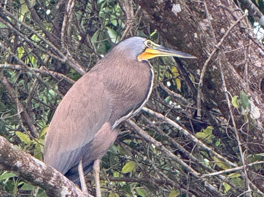 Tuanis Tour Tortuguero-托图杰多必去景点
