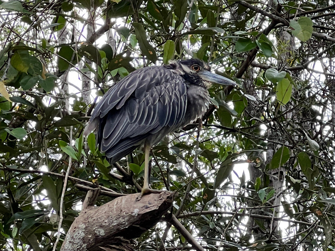 Mangrove Boat Tour-克波斯必去景点