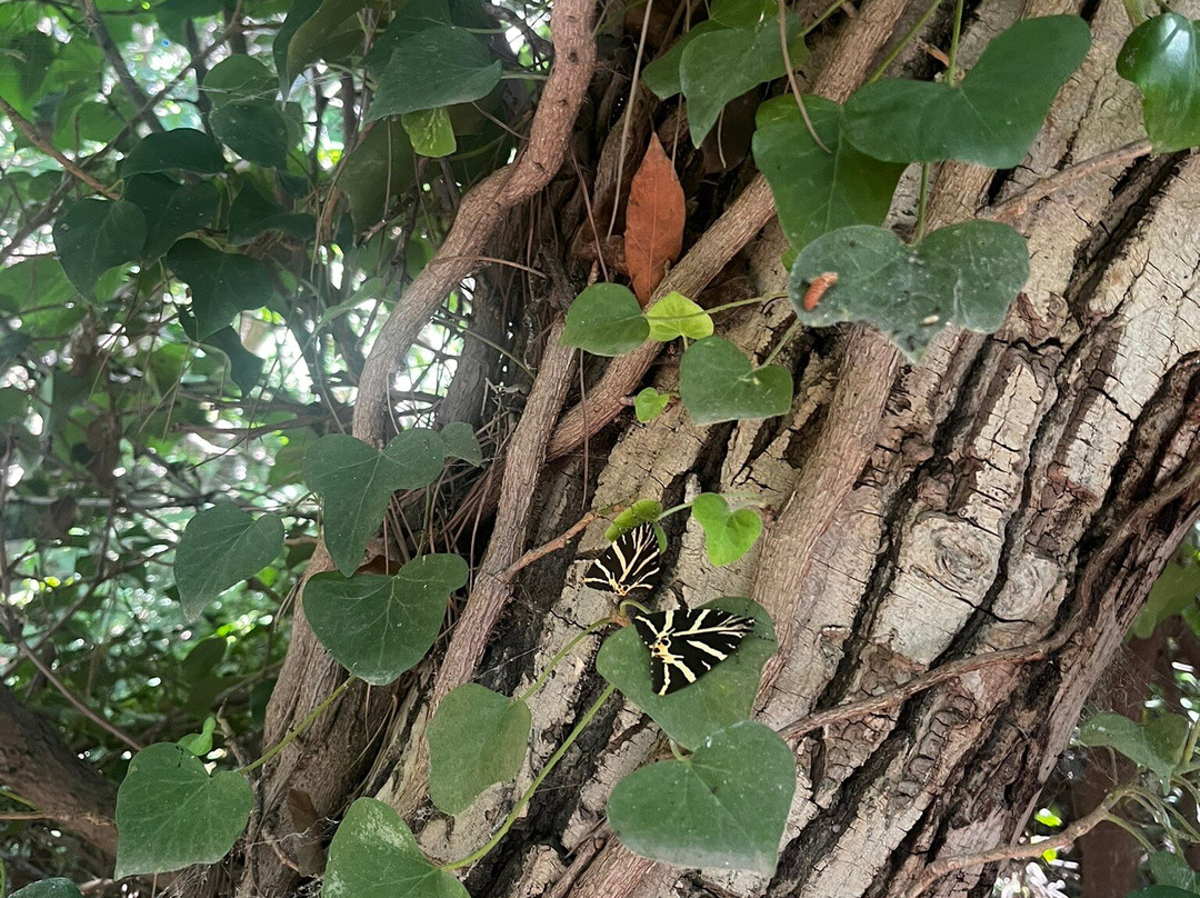 Butterflies Nature Reserve-帕罗斯岛必去景点