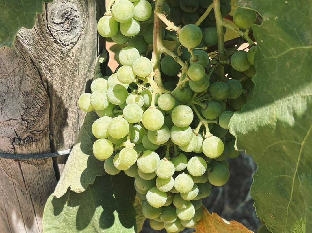 Gentilini Winery & Vineyards-Minia必去景点