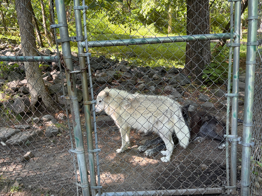 Lakota Wolf Preserve-Columbia必去景点