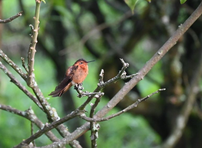 San Jorge Eco-Lodge & Botanical Reserve-旅行者